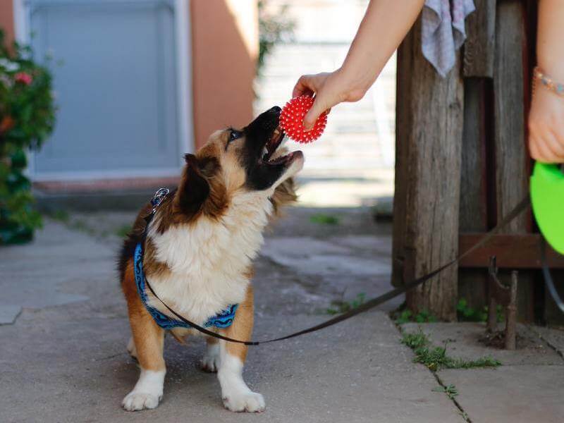 how to stop dog from biting leash