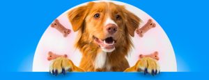 Craigslist Hack How To Get The Best Deal On An Apple Head Chihuahua For Sale - mxoswrt