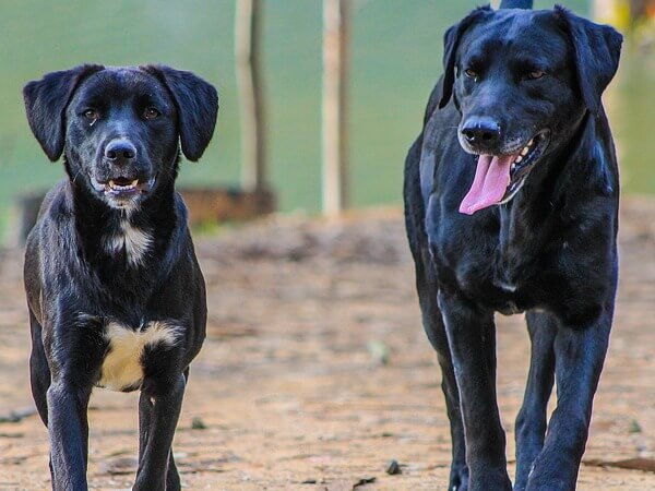 male dog after mating