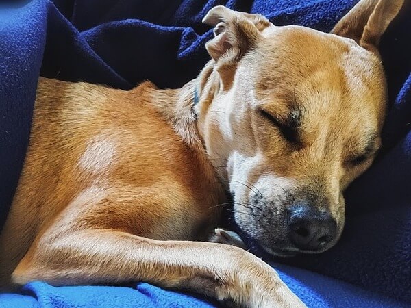 older dog breathing fast while sleeping