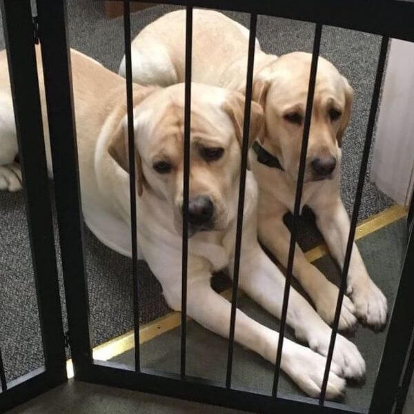 retractable dog gate