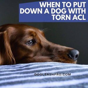 when to put a dog down with torn acl