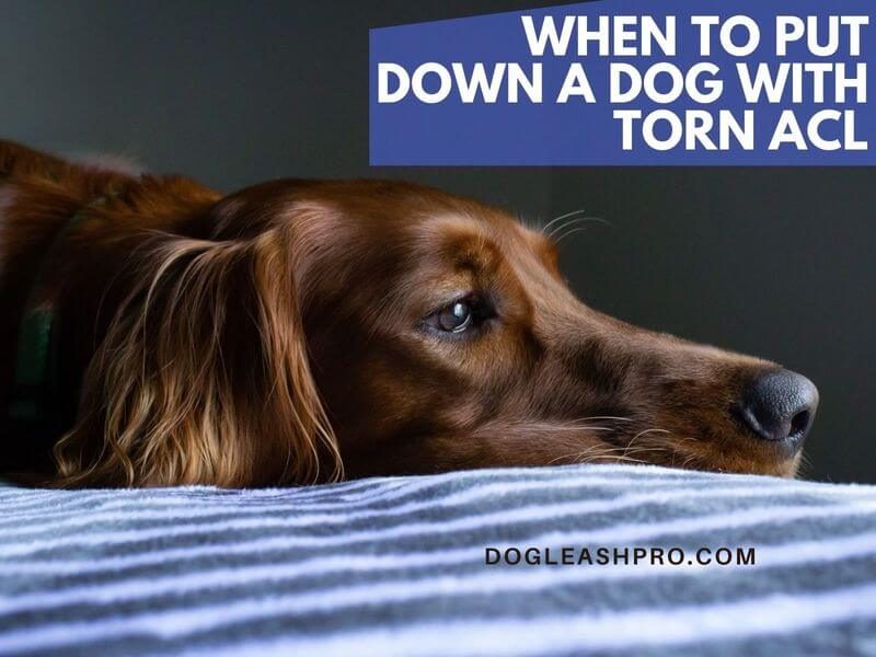 when to put a dog down with torn acl