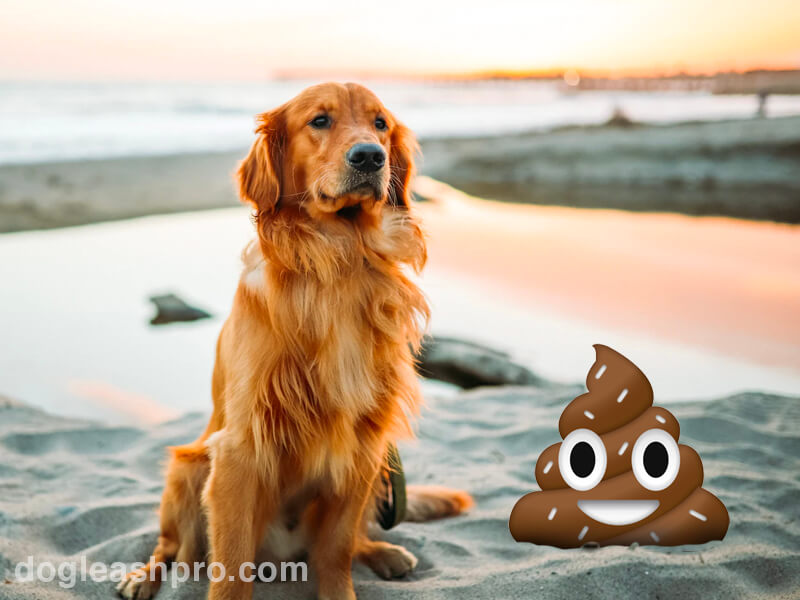 can breathing dog feces make you sick