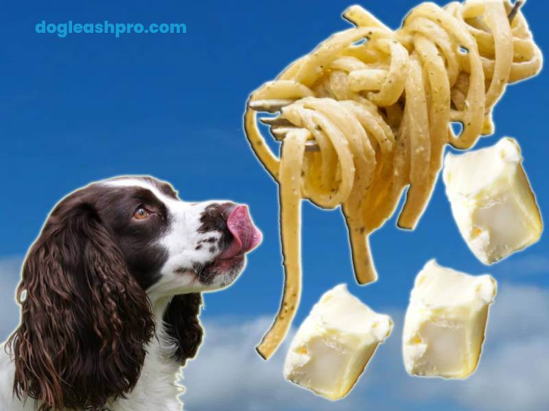 can you feed your dogs pasta