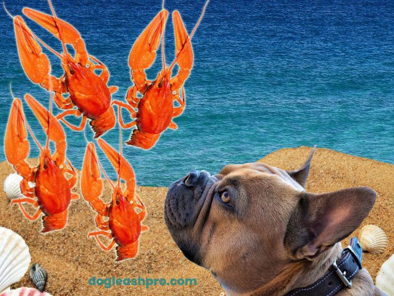 Can Dogs Eat Crawfish? - Dog Leash Pro