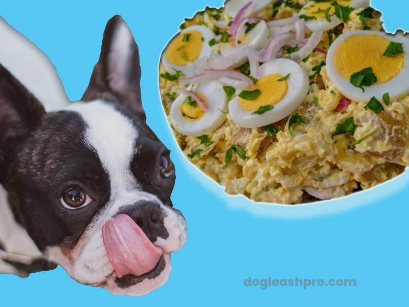 Can Dogs Eat Egg Salad? - Dog Leash Pro