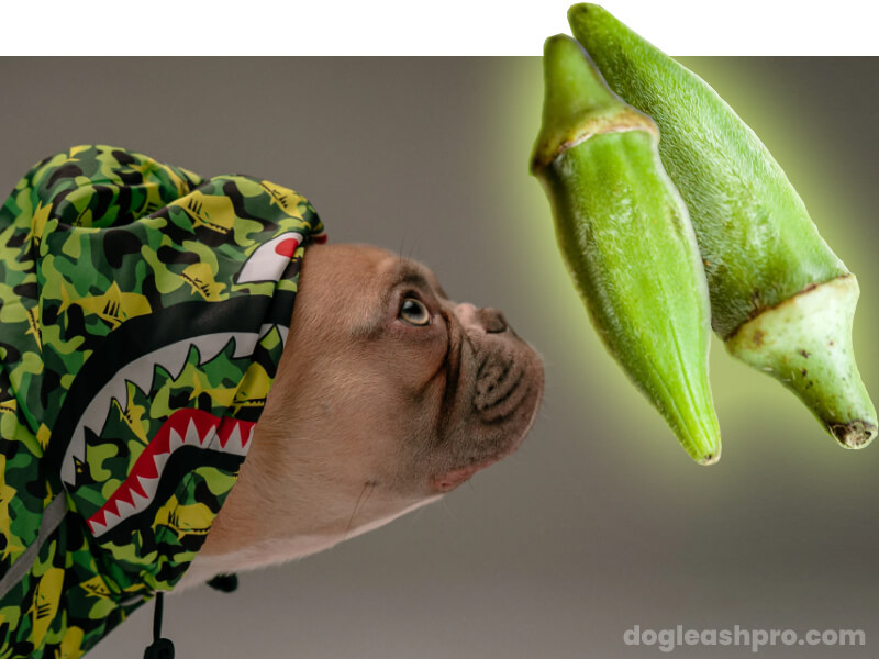 Can Dogs Eat Okra