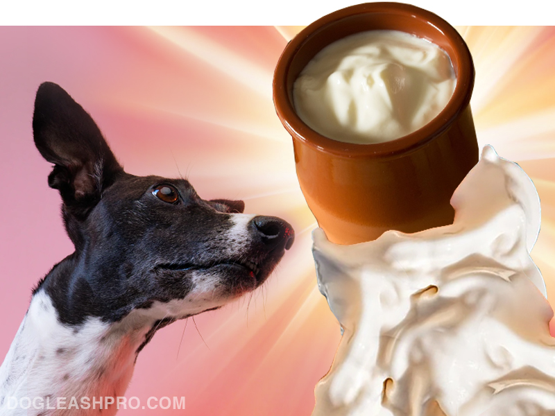 Can Dogs Eat Sour Cream? Is Sour Cream Safe For Your Dog? - Dog Leash Pro