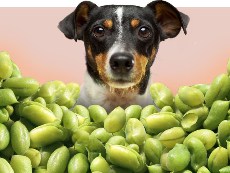 are edamame pods safe for dogs