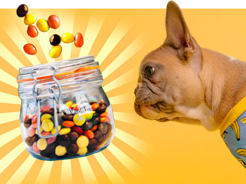 Can Dogs Eat Reese's Pieces?