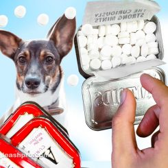 can dogs eat altoids