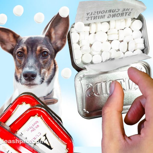 Can Dogs Eat Altoids? Dog Leash Pro