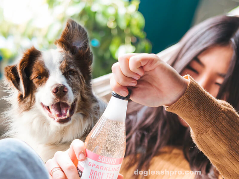 is rose water good for dogs