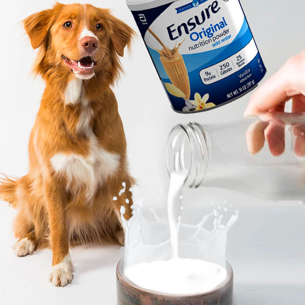 can dogs drink ensure catalog