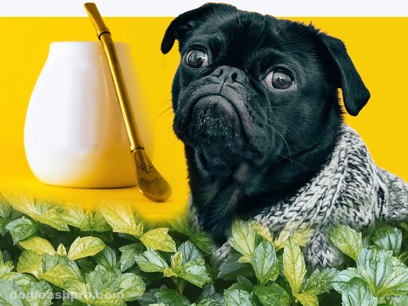 Can Dogs Drink Peppermint Tea? - Dog Leash Pro