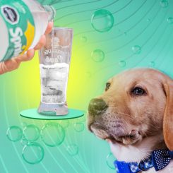 can dogs drink sprite?