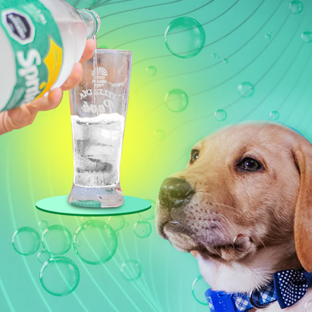 can dogs drink sprite?
