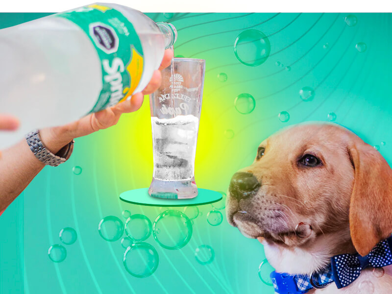 25 Can Dogs Drink Soft Water – Home