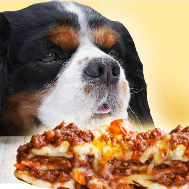 can dogs eat Lasagna