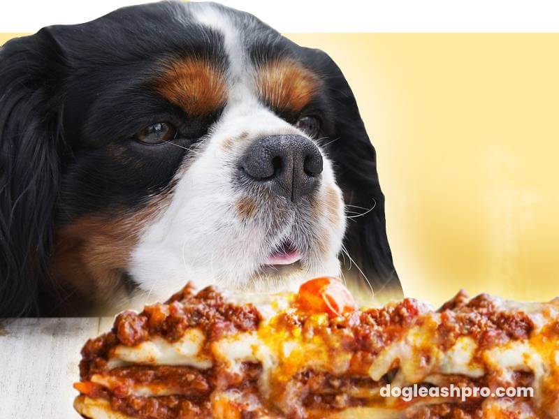 can dogs eat Lasagna