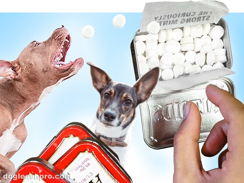 can dogs eat altoids