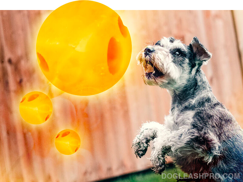 should i feed my dog cheese balls?