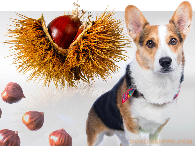 can dogs eat chestnuts