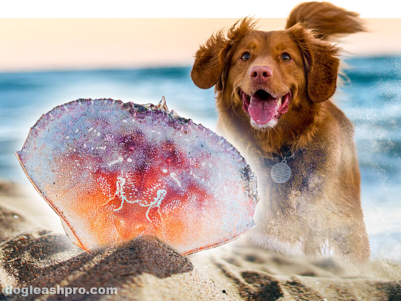 can dog eat crab shells?