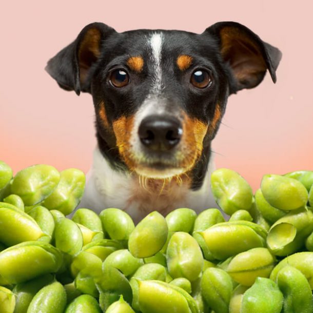 Can Dogs Eat Edamame? Dog Leash Pro