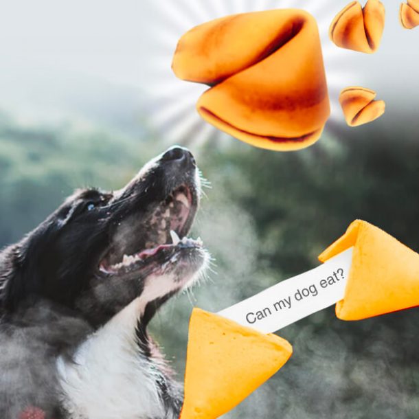 Can Dogs Eat Fortune Cookies? Dog Leash Pro