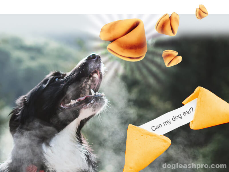 can dogs eat fortune cookies