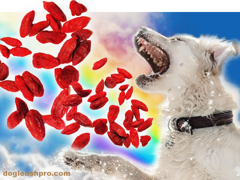 can dogs eat goji berries