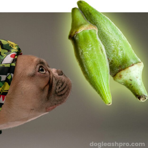 Can Dogs Eat Okra Dog Leash Pro