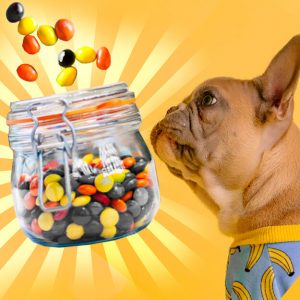 can dogs eat reeses pieces catalog