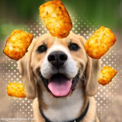 can dogs eat tater tots