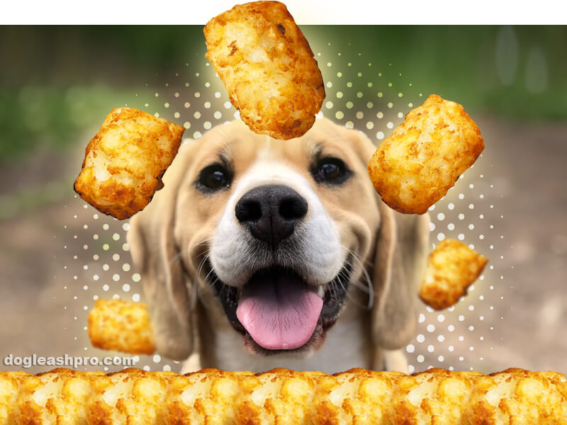 can dogs eat tater tots