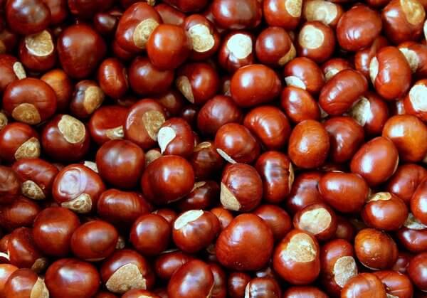 are chestnuts safe for dogs