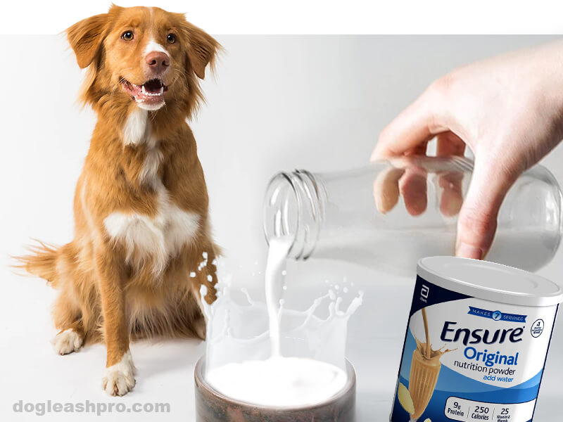 what can you put in dogs water to make them drink