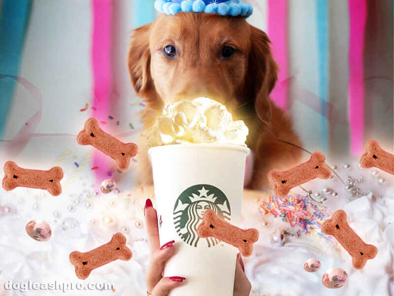 can dogs sit outside at starbucks