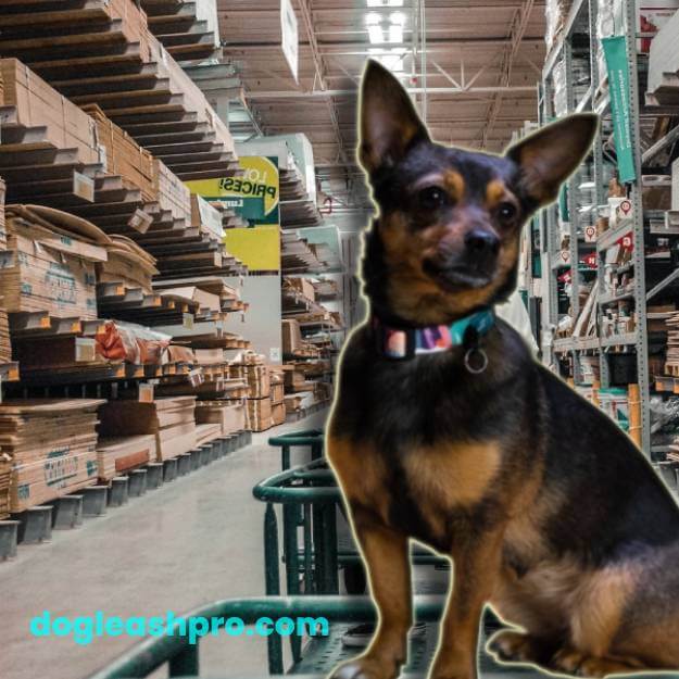Does Lowes Allow Dogs: Is Lowes Pet Policy Dog Friendly ...