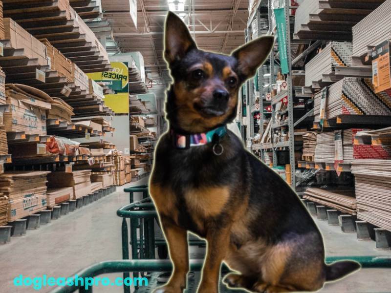 Does Lowes Allow Dogs Is Lowes Pet Policy Dog Friendly? (2023) Dog