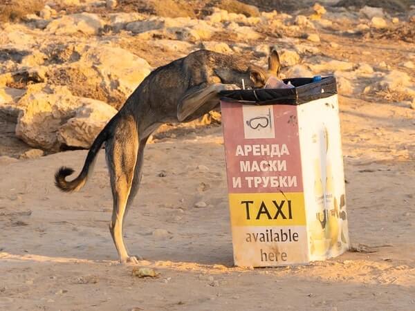 dog ate garbage