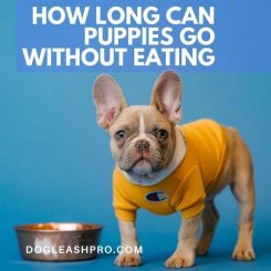 how long can a puppy go without eating