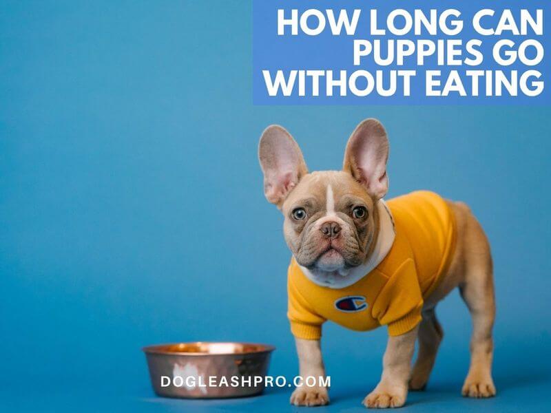 how long can a puppy go without eating