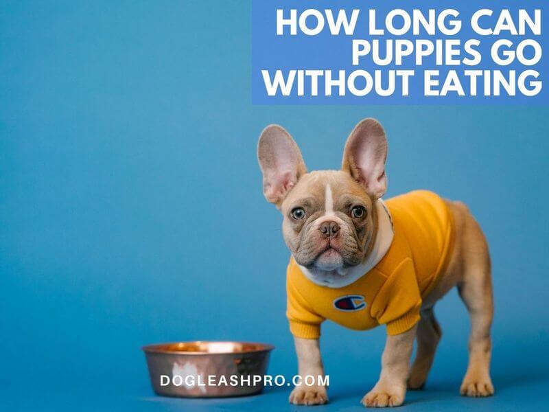 How Long Can A Puppy Go Without Eating Or Drinking Dog Leash Pro