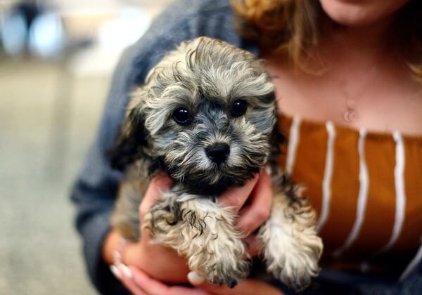 how long can a 3 week old puppy go without eating