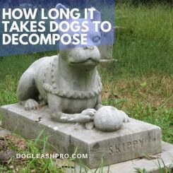how long does it take for a buried dog to decompose