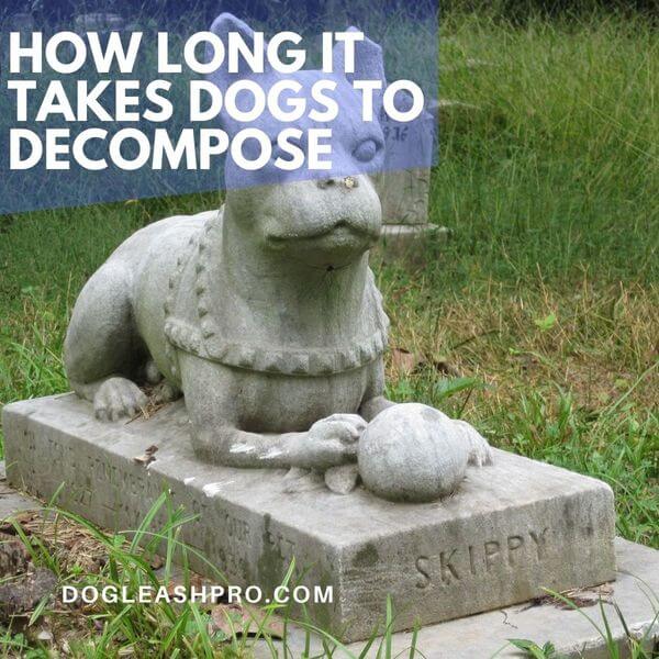 how long does it take for a buried dog to decompose