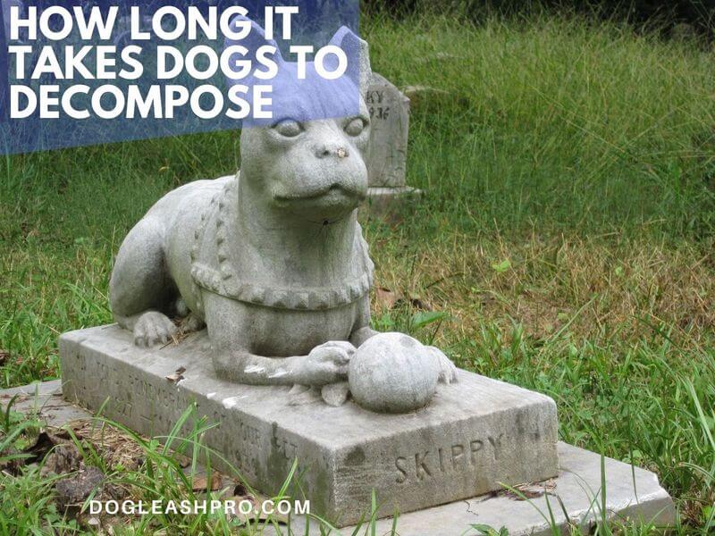 how long does it take for a buried dog to decompose